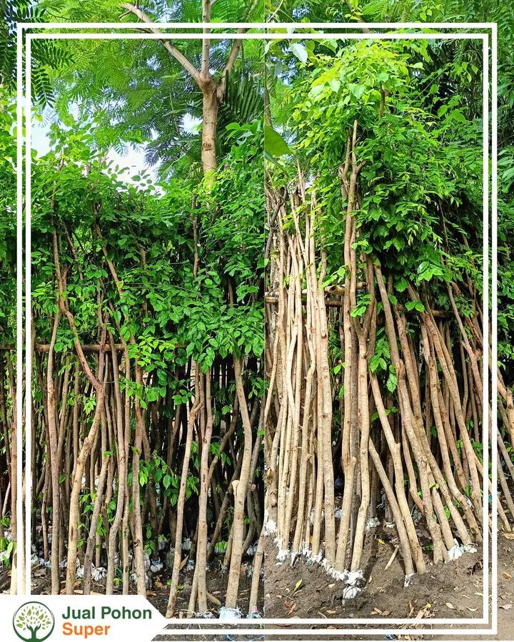 Jual Pohon Angsana Untuk Proyek Landscape Taman