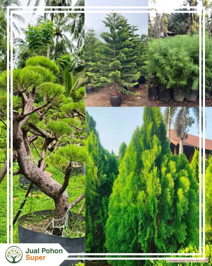 Jual Pohon Cemara Berbagai Jenis Siap Tanam Harga Murah
