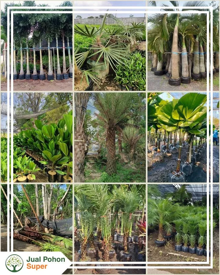 Jual Pohon Palem Berbagai Jenis dan Ukuran untuk Taman dan Landscape