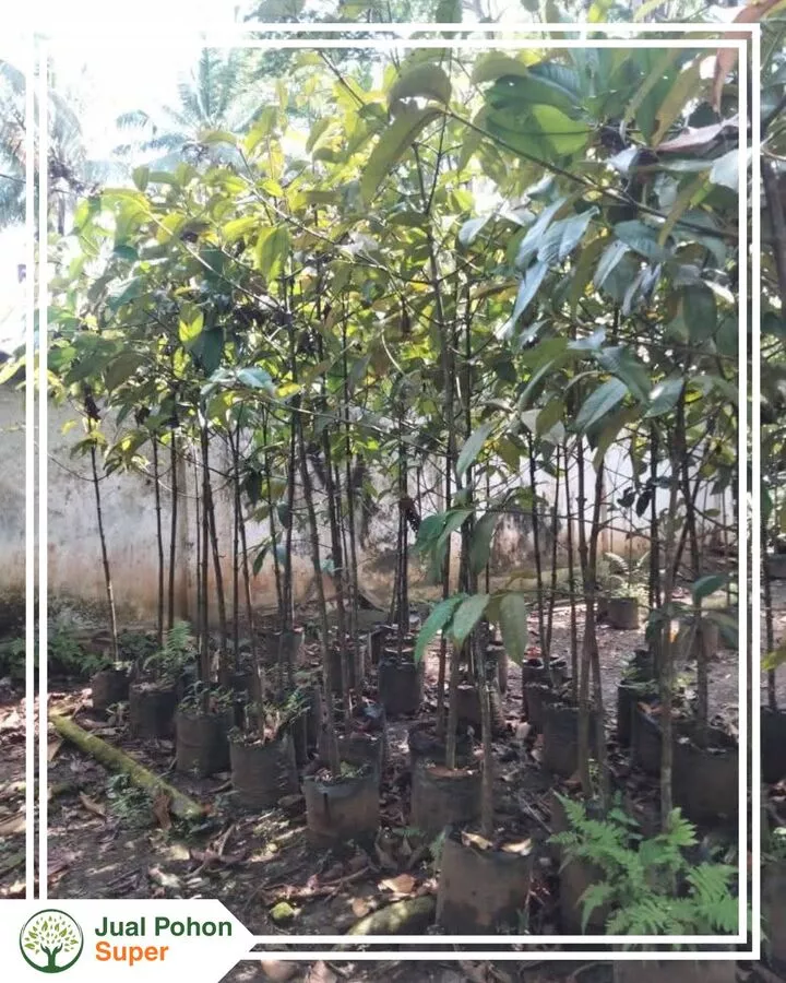 Keunggulan Membeli di Tempat Jual Bibit Pohon Manggis Profesional