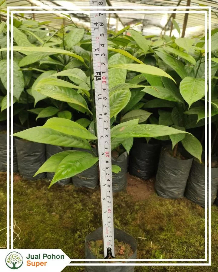 Supplier Jual Bibit Manggis Harga Grosir