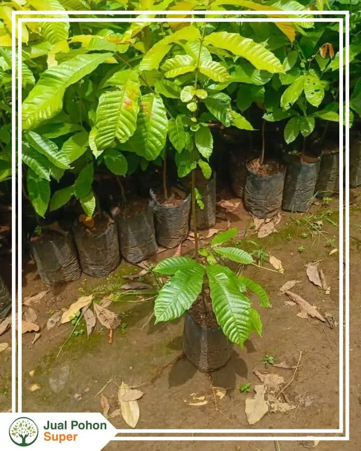 Supplier Jual Bibit Matoa Harga Grosir