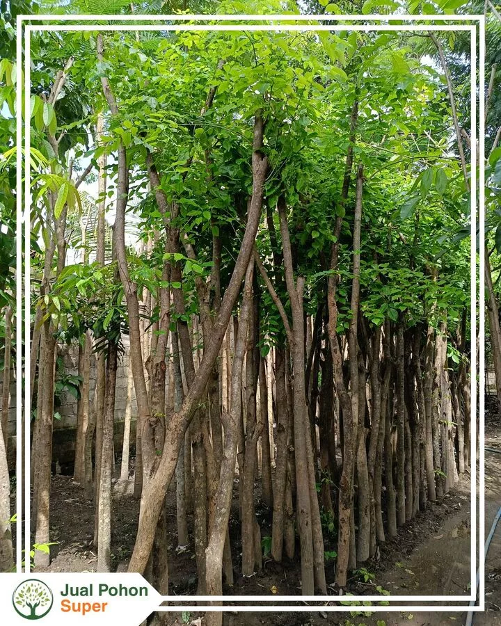 Supplier Jual Pohon Angsana Harga Grosir Murah
