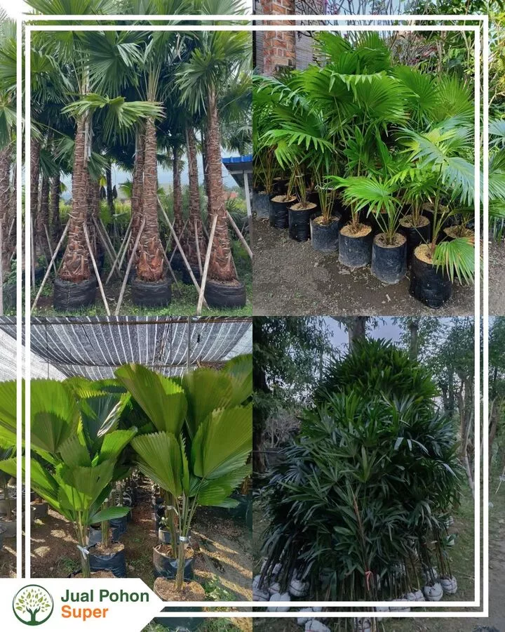 Supplier Jual Pohon Palem Terdekat Untuk Proyek Landscape Taman