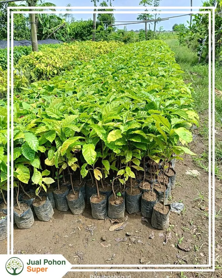 Harga Jual Bibit Kopi Terbaru Berkualitas