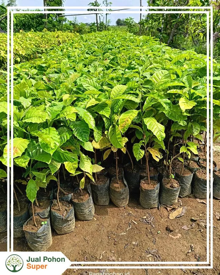 Jual Bibit Kopi Arabika Robusta Unggul