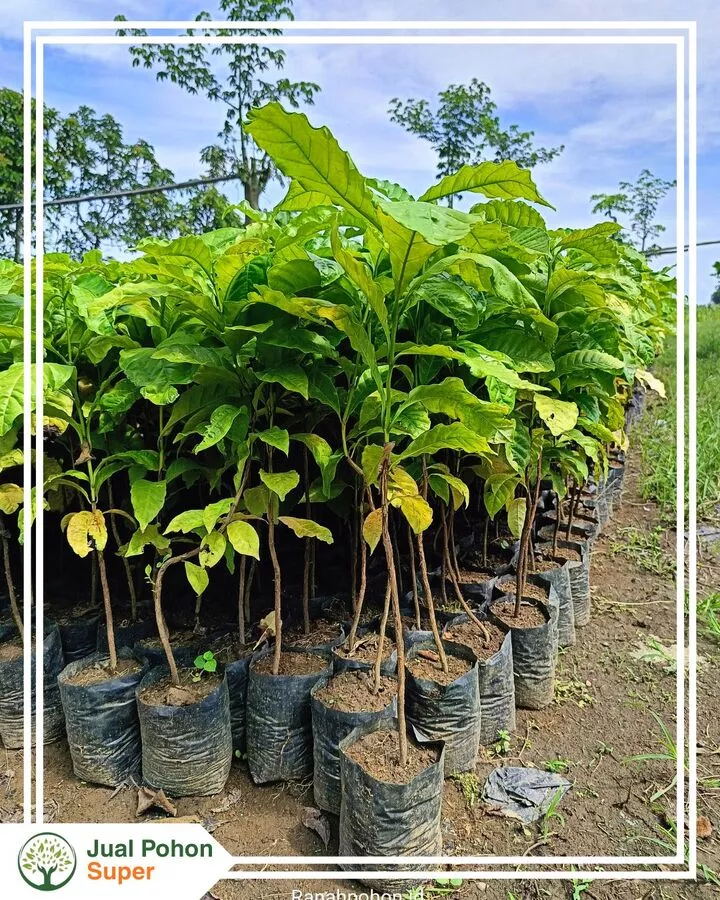 Jual Bibit Kopi Kecil Tinggi 30-50 CM