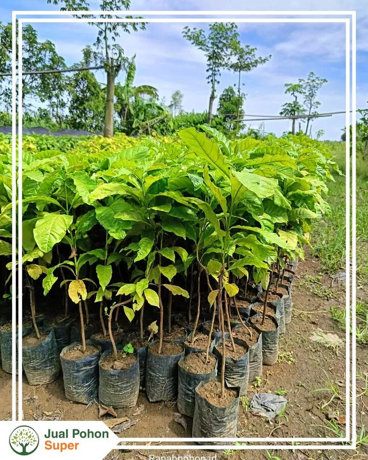 Jual Bibit Kopi Terdekat Kecil hingga Besar