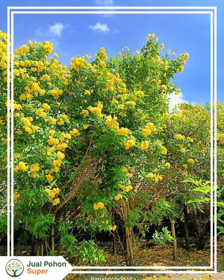 Jual Pohon Tecomaria BEsar TInggi 3-4 Meter
