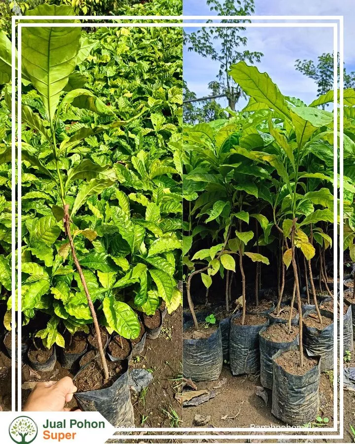 Pusat Jual Bibit Kopi Unggul Harga Grosir Murah