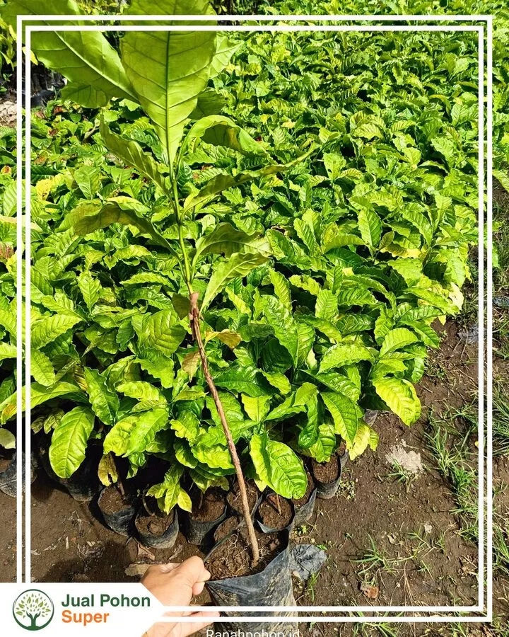 Supplier Jual Bibit Kopi Siap Tanam Harga Grosir Murah
