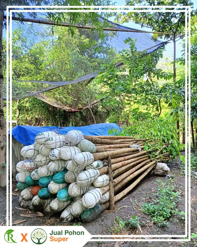 Area Layanan Pengiriman Jual Pohon Tabebuya Putih