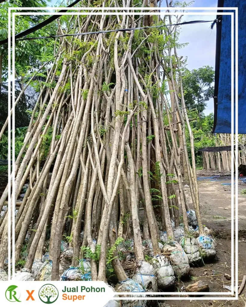Harga Jual Pohon Tabebuya Kuning Terbaru