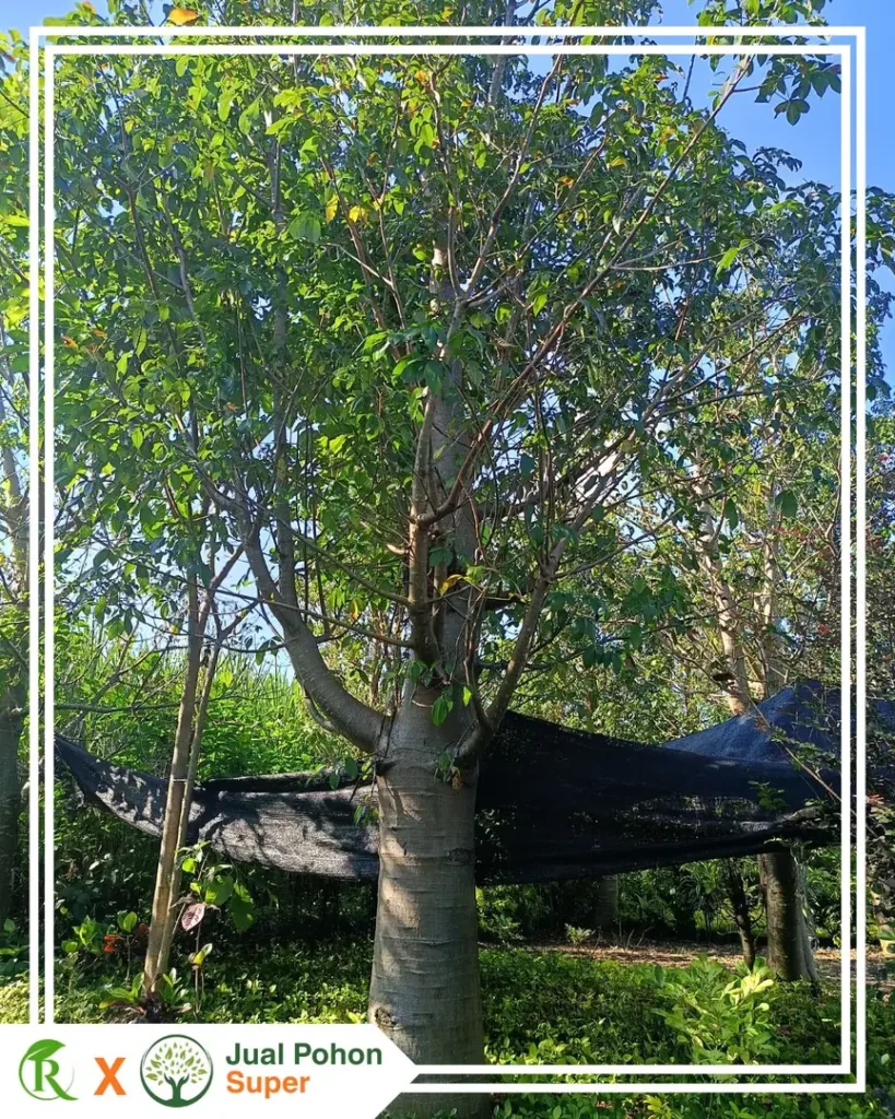 Harga Pohon Baobab Besar