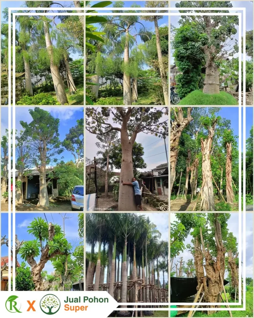 Harga Pohon Besar Terbaru untuk Proyek Landscape & Penghijauan
