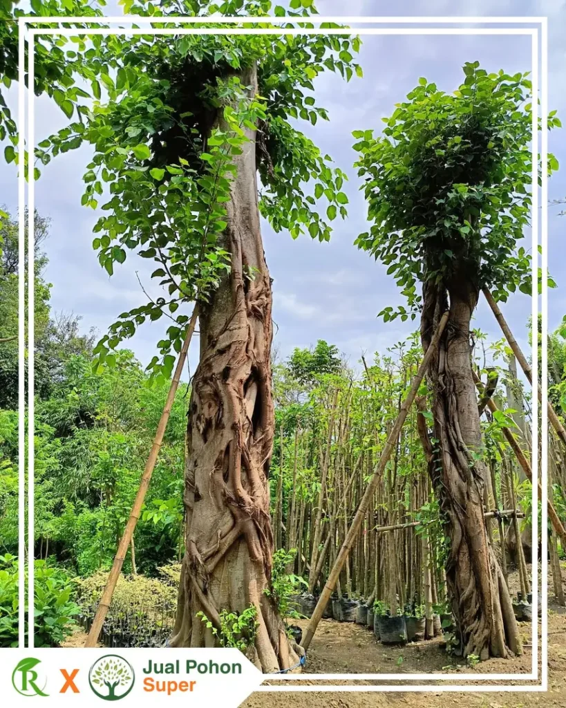 Harga Pohon Bodhi Besar