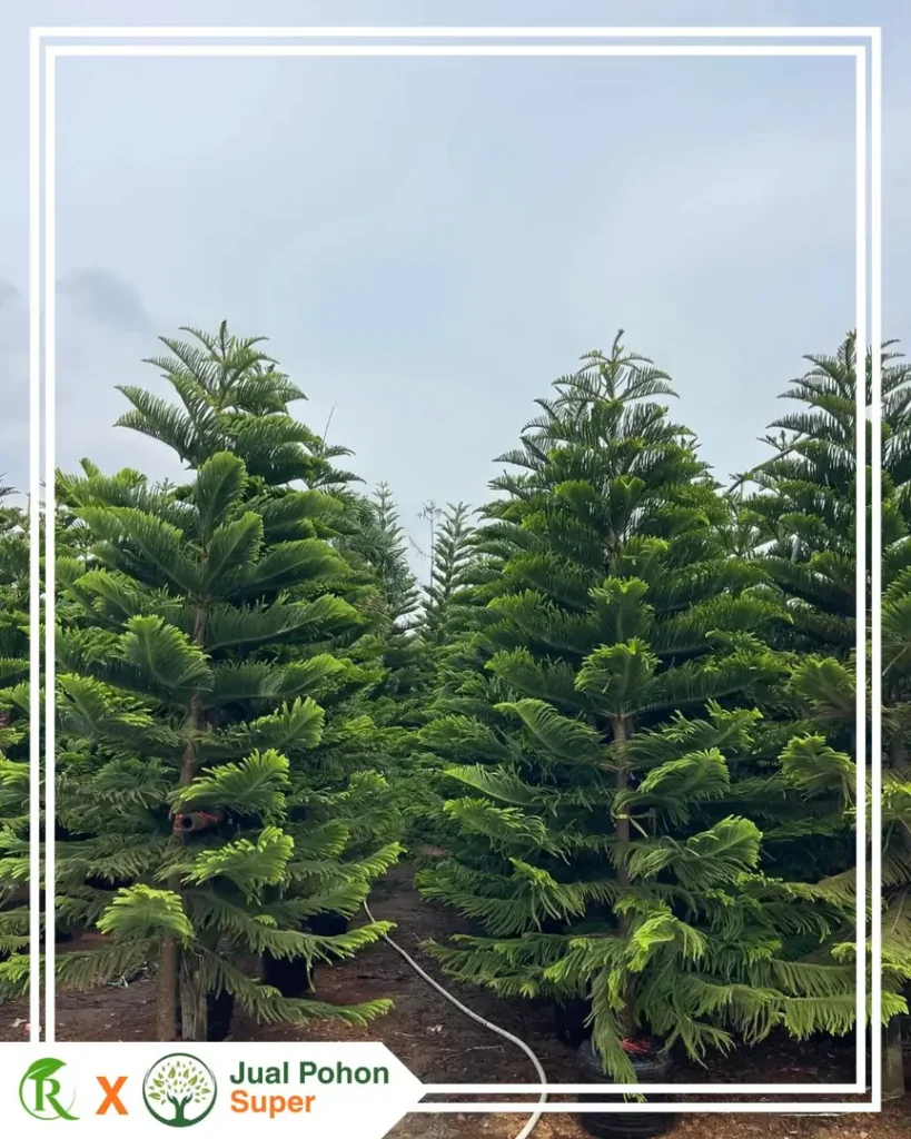 Harga Pohon Cemara Besar