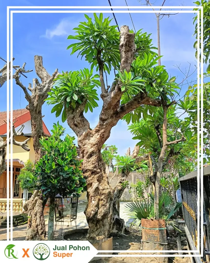 Harga Pohon Kamboja Fosil Besar