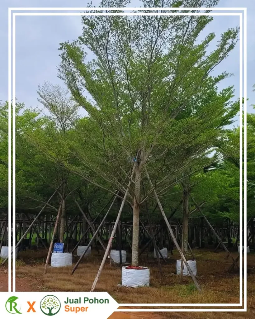 Harga Pohon Ketapang Besar