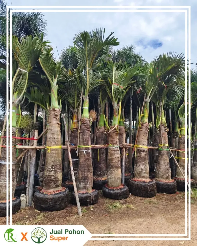 Harga Pohon Palem Besar