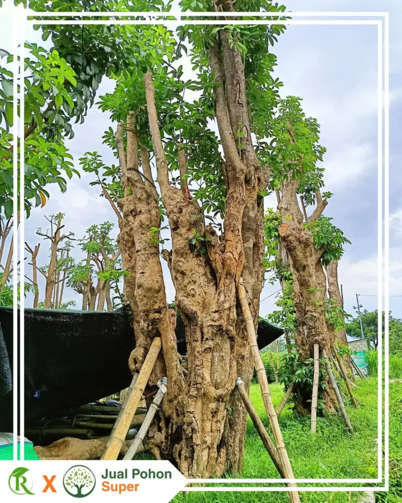 Harga Pohon Pule Fosil Besar