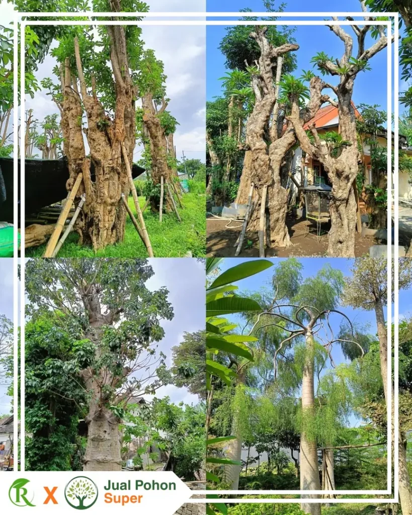 Jenis Pohon Besar Berbagai Jenis yang Kami Sediakan