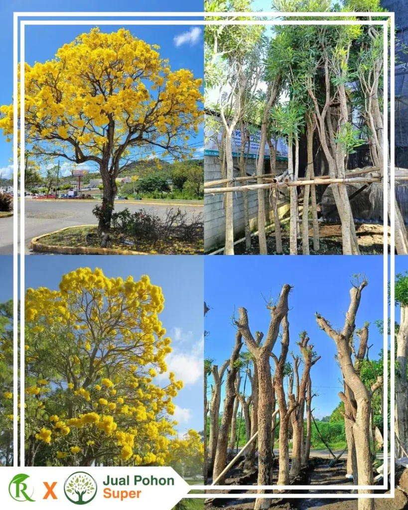 Jual Pohon Tabebuya Kuning Berkualitas untuk Taman & Proyek Harga Kompetitif