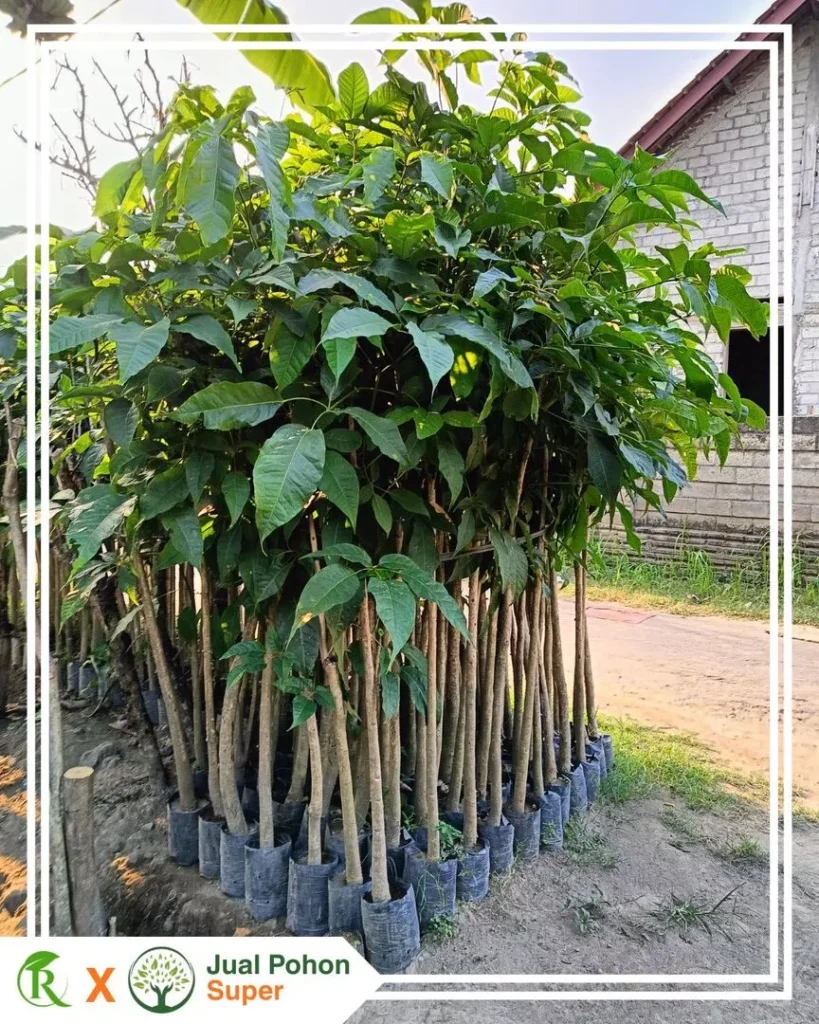 Jual Pohon Tabebuya Pink Berkualitas untuk Berbagai Kebutuhan