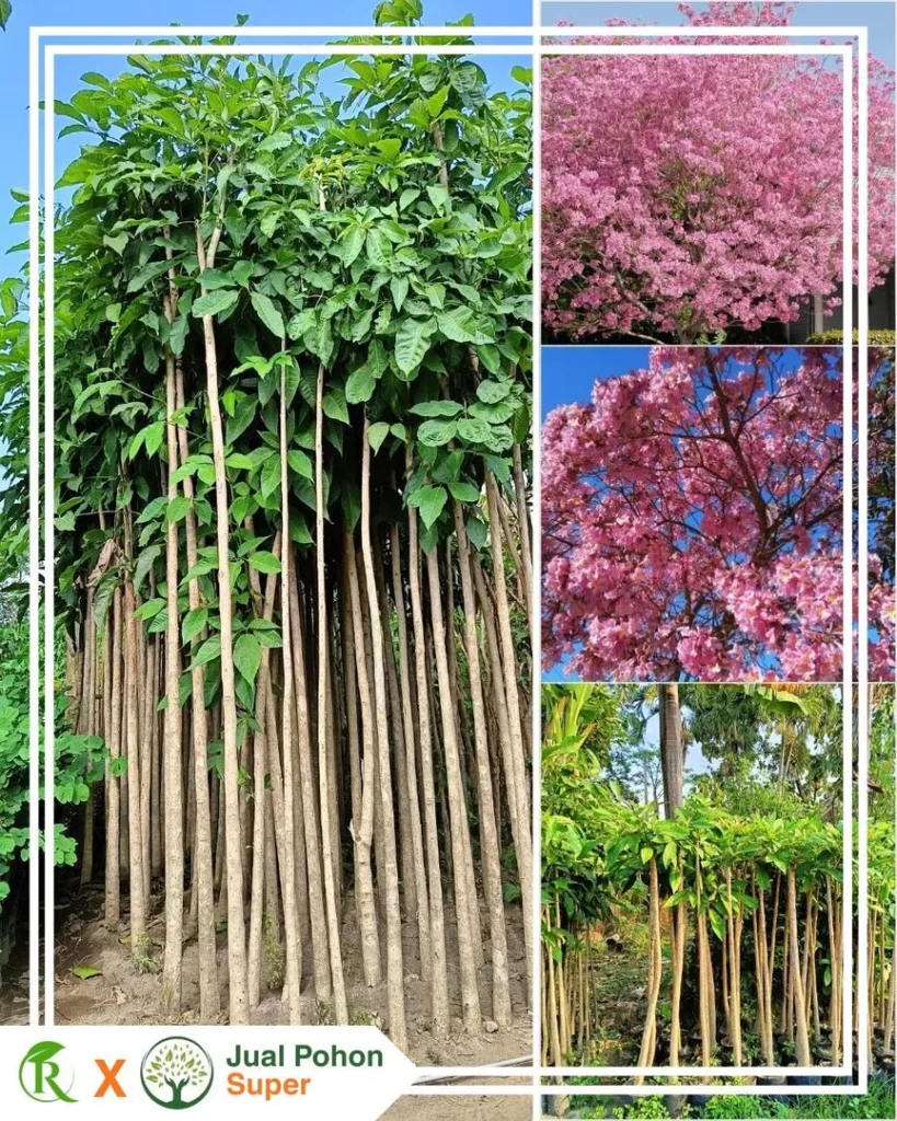 Jual Pohon Tabebuya Pink Siap Tanam Harga Grosir dan Ecer