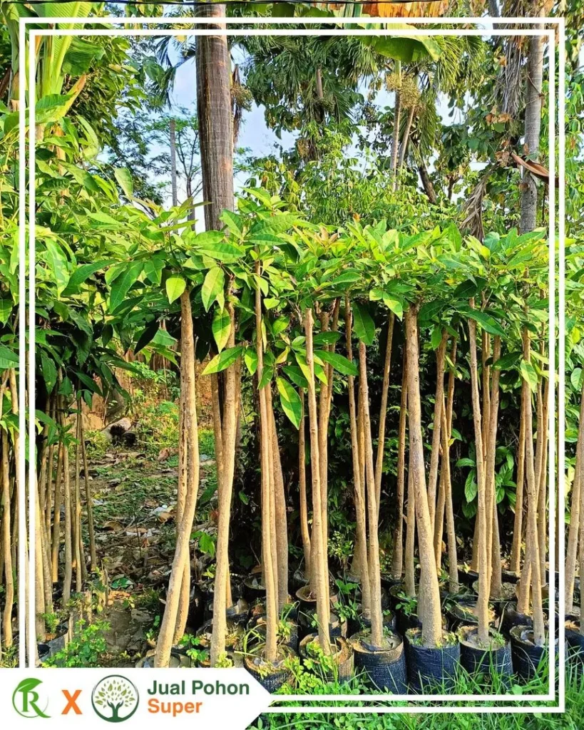 Jual Pohon Tabebuya Pink Untuk Proyek Landscape Taman