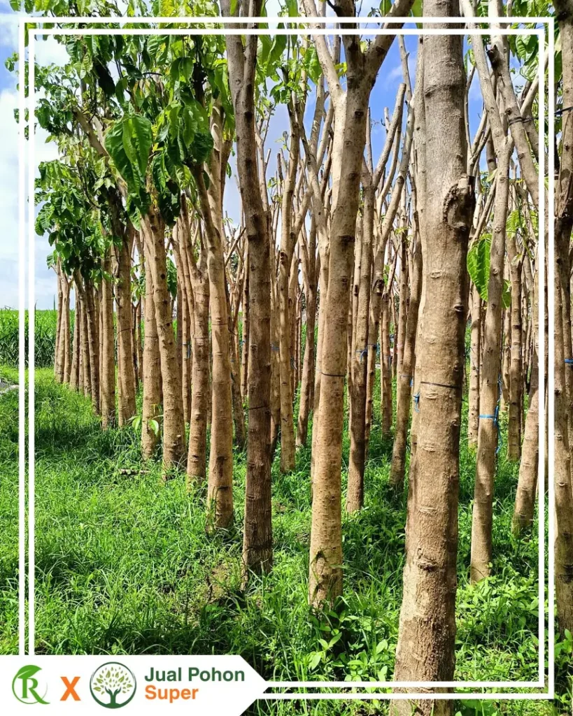 Jual Pohon Tabebuya Putih Dari Bibit Hingga Besar