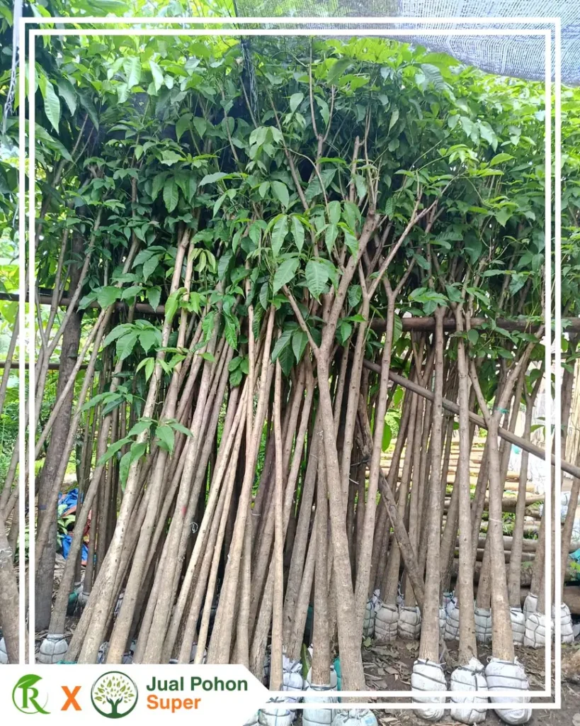 Jual Pohon Tabebuya Putih Terdekat Harga Murah