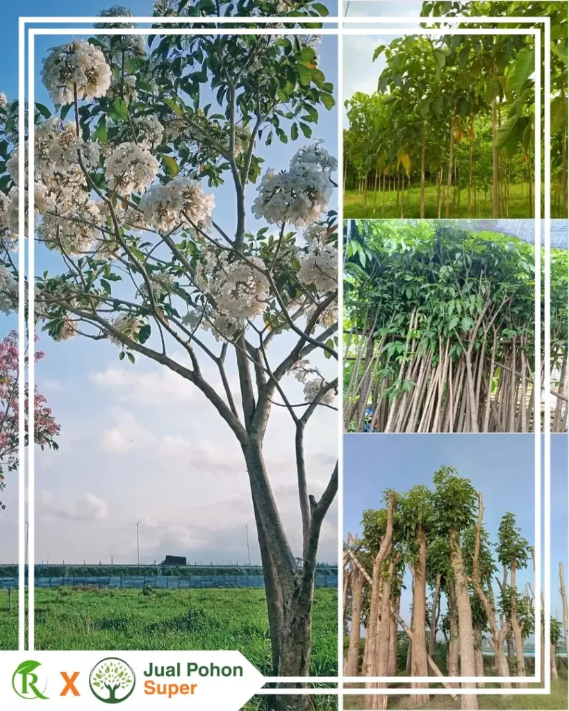 Jual Pohon Tabebuya Putih Ukuran Lengkap Harga Terjangkau untuk Landscape