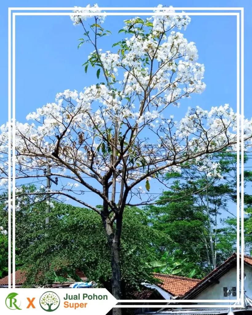 Jual Pohon Tabebuya Putih Untuk Proyek Landscape Taman