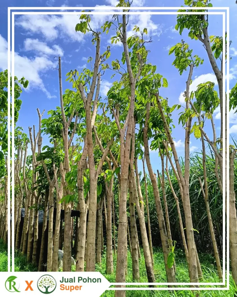 Jual Pohon Tabebuya Ungu Bibit - Besar Terdekat