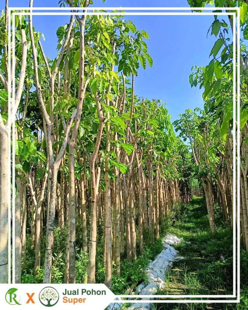 Jual Pohon Tabebuya Ungu dengan Berbagai Pilihan Ukuran
