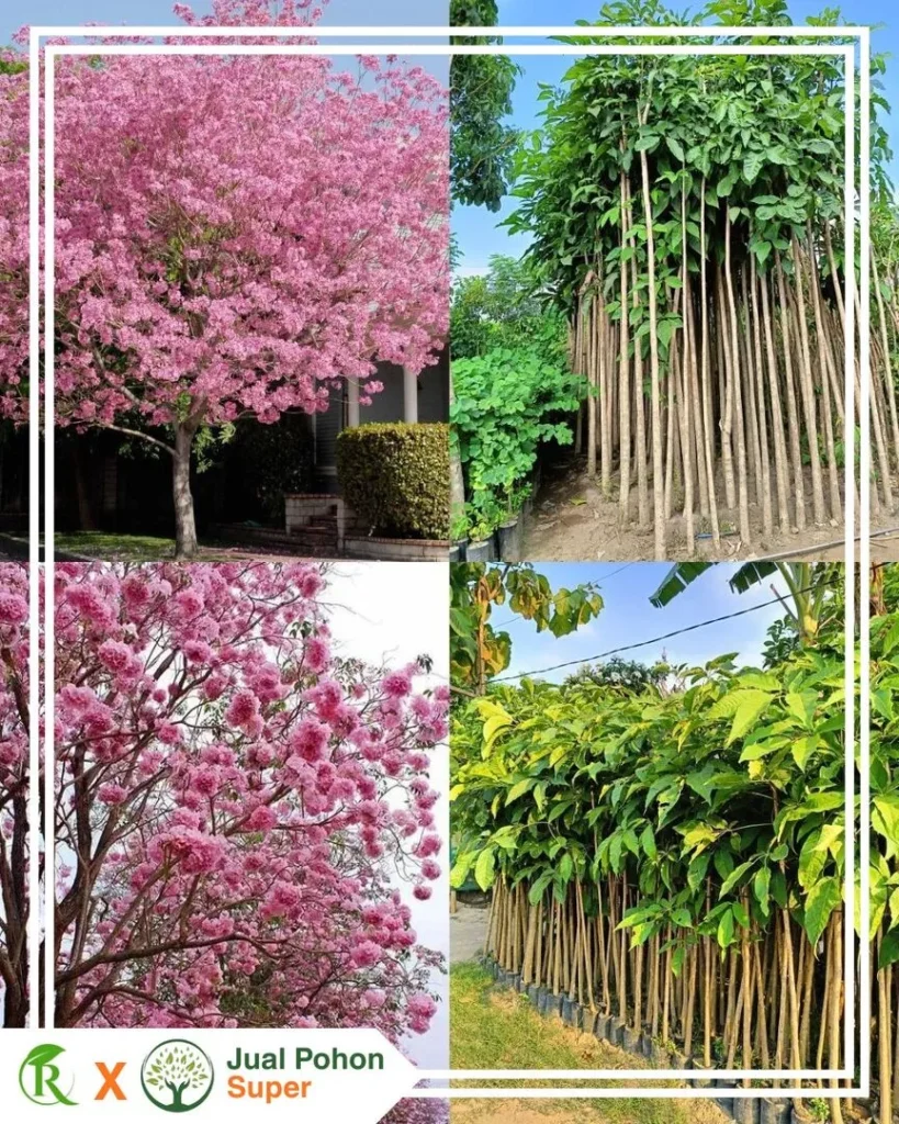 Keunggulan Membeli Pohon Tabebuya Pink di Tempat Kami