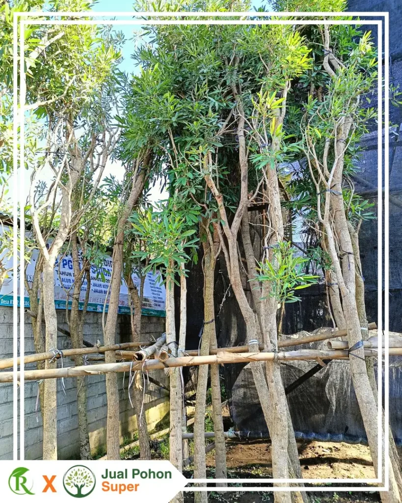 Mengapa Memilih Kami Sebagai Supplier Pohon Tabebuya Kuning