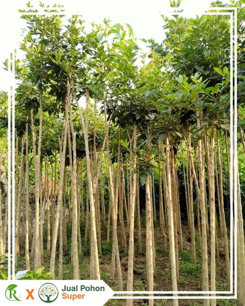 Spesifikasi Jual Pohon Tabebuya Ungu yang Kami Sediakan