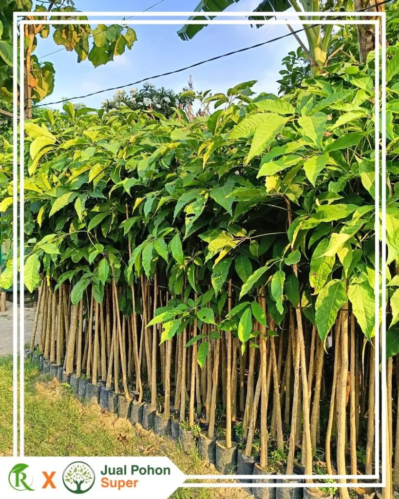 Tips Memilih Supplier Jual Pohon Tabebuya Pink Terpercaya